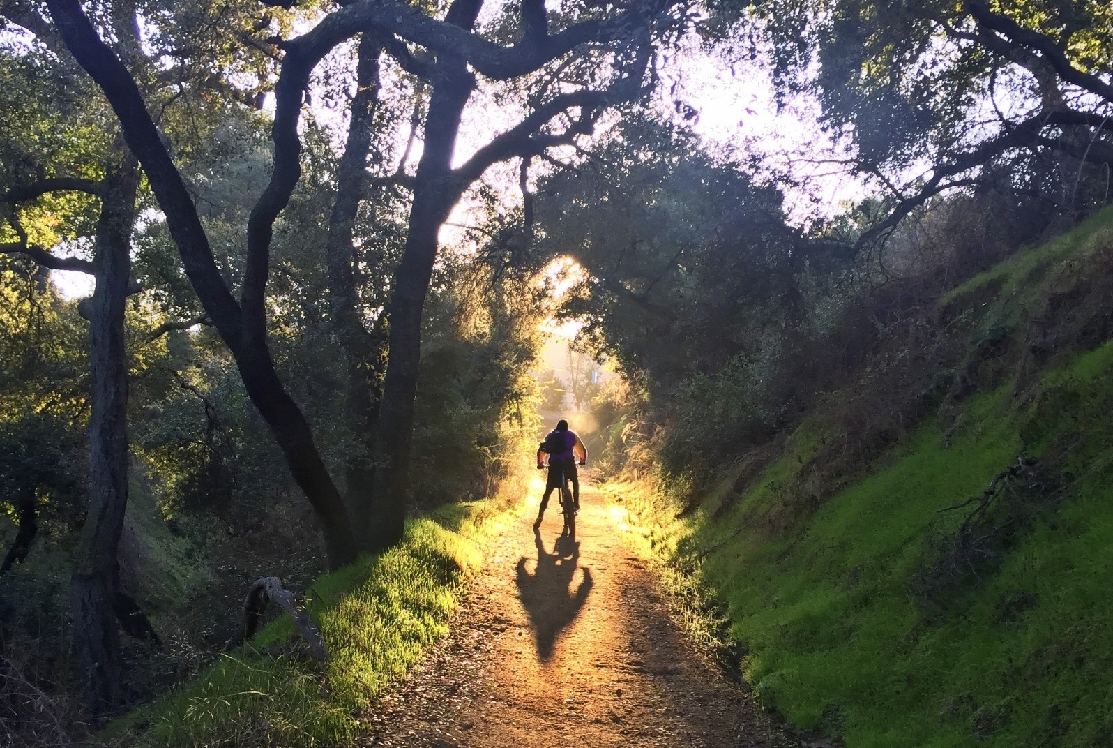 Mountain biker at golden hour